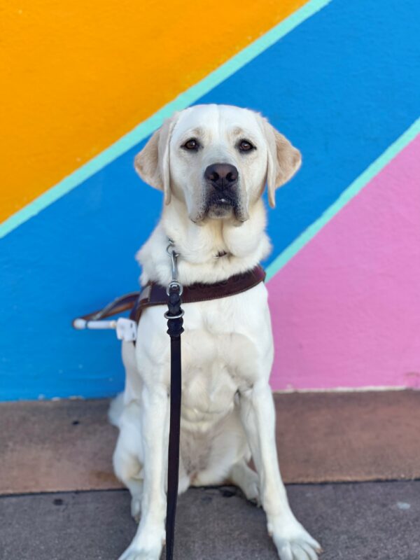Tulia is sitting in harness on the sidewalk. She is focused, looking at the camera with a painted wall of orange, blue and pink colors behind her.