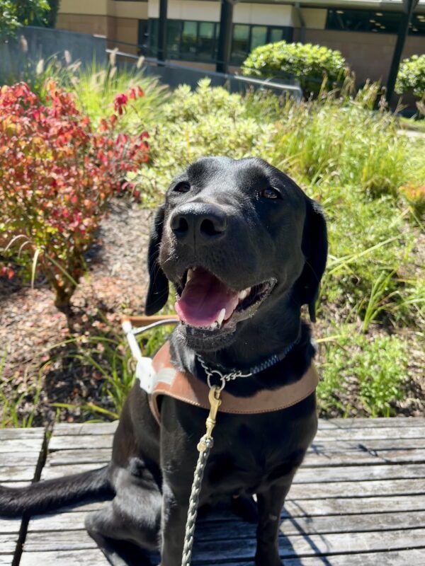 Venice sits on a bench in front of some green foliage wearing her brown leather harness, while smiling up to the camera with her tongue hanging out.