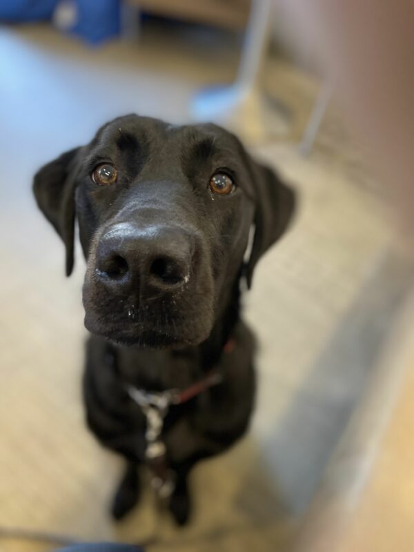<p>Verona, a female black Labrador, stares intensely into the camera. She is waiting for directions, and the kibble that will follow!</p>