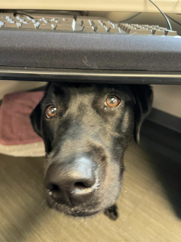 <p>Verona, a female black Labrador, peeks out from under a keyboard. She is resting on a pink bed under her handler’s desk.</p>