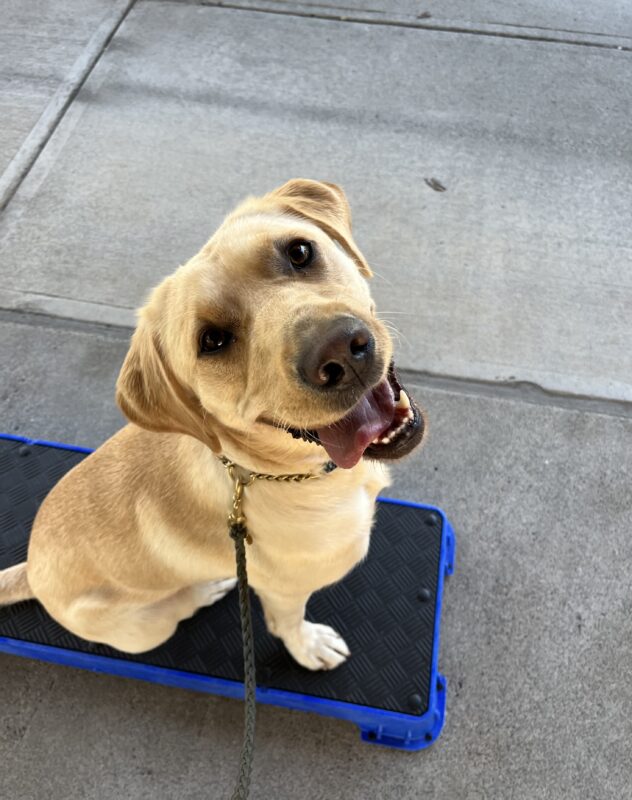 Veruca sits on a blue and black pedestal while smiling up into the camera with her tongue hanging out.
