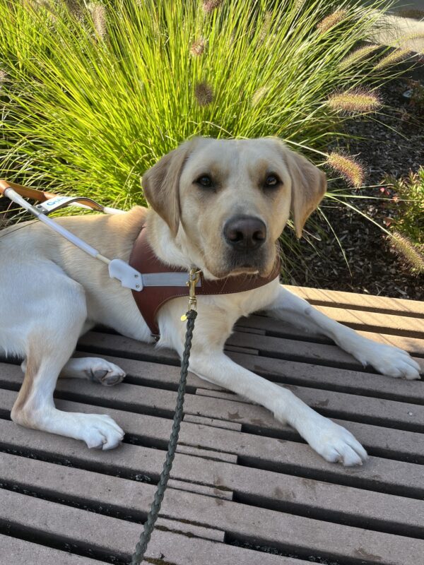 Veruca lays on a bench in front of some green foliage, while wearing her brown leather harness and looking up at the cameral.