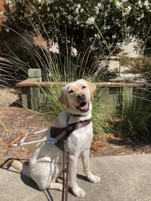 <p>Vintner sits in harness smiling at the camera with her head slightly tilted. She is sitting in front of flowers and plants.</p>