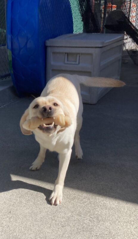 <p>Vintner is playing in community run, running towards the camera with a Nylabone in her mouth!</p>