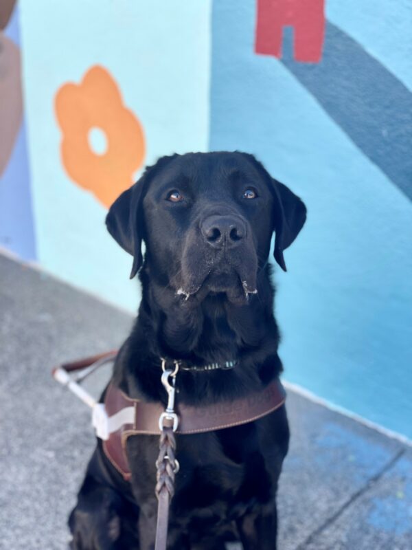 Winchell is sitting in harness on the sidewalk. He is looking slightly up towards the camera with his ears perked. There is a painted wall of blue, orange and red colors behind him.