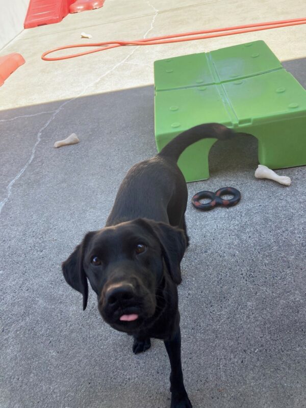 Avani is outside in the play yard. As she trots forwards, she has a tiny bit of tongue sticking out, and her beautiful brown eyes are staring just past the camera.
