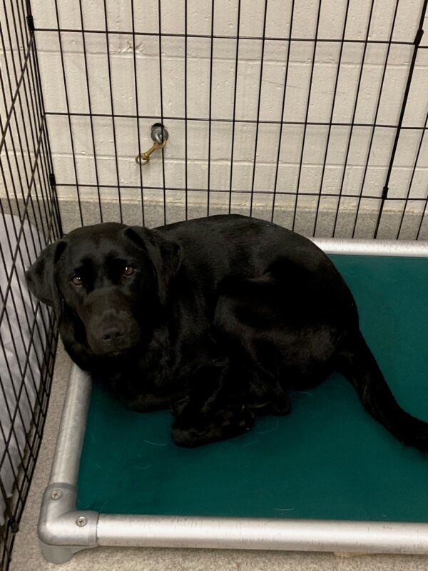Avani lays curled up on a cot-style bed, all her feet tucked under her body. Her head is picked up, ears perked, looking at the camera.