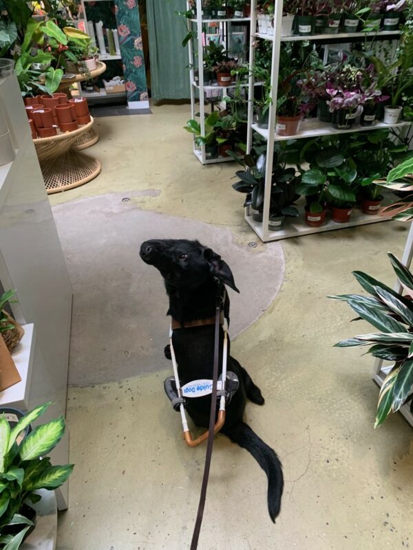 Photo is taken from behind.  Bruno is perfecting his sit-stay in a plant shop while his handler moves behind him causing him to tilt his head back as far as he can without moving.  His ears are flipped back too.  Nice job buddy!!