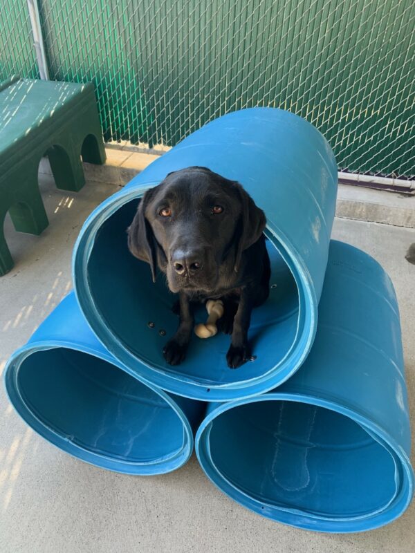 Bruno sits inside a blue stacked barrel play structure, looking up at the camera with a bone between his paws.