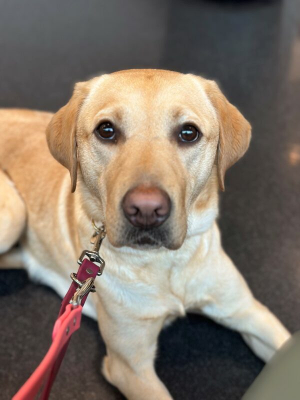 Female yellow Labrador Retriever, Caramel, lays on the ground looking up at the camera with a soft facial expression. The floor behind her is black and shiny and there is a pink leach attached to her collar.