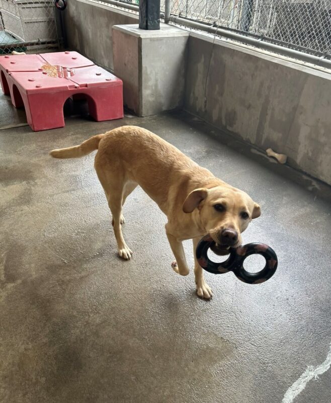 Caramel is playing in the concrete community run area with a black and red figure-8 GoughNut toy in her mouth. Her ears are back and her front right foot is held off the ground in a walking gait. There is a red rectangular play structure behind her.