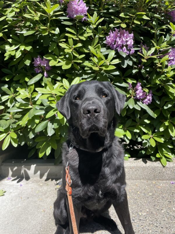 Chandler, a black male Labrador, sits in front of a green bush with purple flowers. It is a sunny day and Chandler looks directly into the camera with the light reflecting off his shiny black coat.