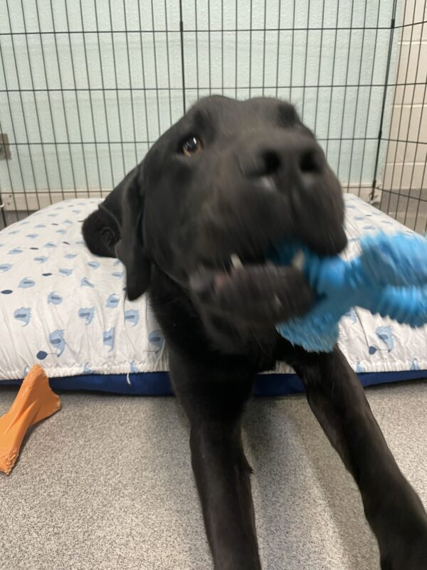 Chandler, a black male Labrador, lays on a dog bed with an x-pen gate behind him. He is holding a blue bone toy in his mouth and is slightly out of focus from wiggling.