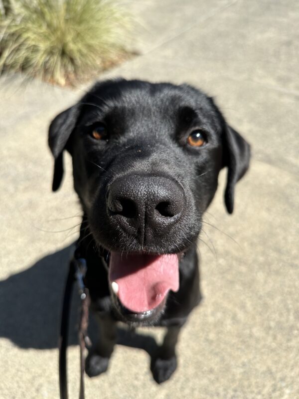 <p>Black Labrador Retriever, Dudley, is looking directly into the camera with his bright, shiny brown eyes, mouth open in a smile, with his pink tongue extended. He is sitting on a concrete path.</p>