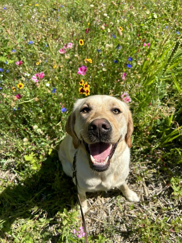 Yellow lab male, Veteran, shows a beautiful, toothy smile as he sits and poses in front of wildflowers.