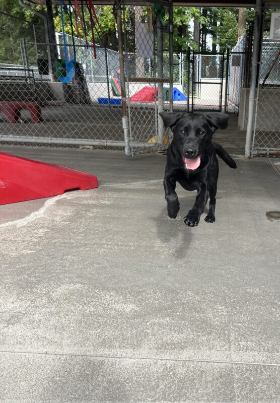 Black lab, Nadine, running full speed in community run with a big smile on her face and tongue hanging out