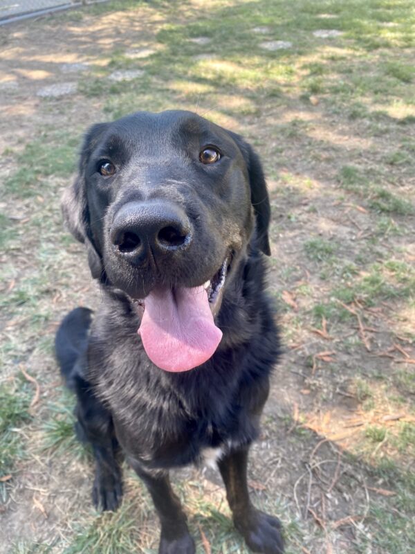 Grenache sits in the grass play-yard looking up at the camera with his mouth open and his tongue out.