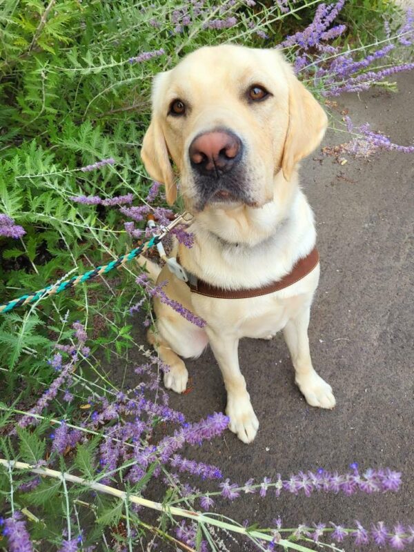 Jack is sitting in harness looking at the camera. Next to him are some lavender flowers with green leaves.