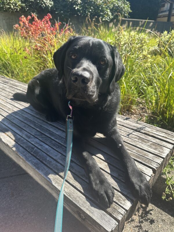 Kidder is laying on a bench on campus looking at the camera. The sun is shining on him and green foliage is in the background.