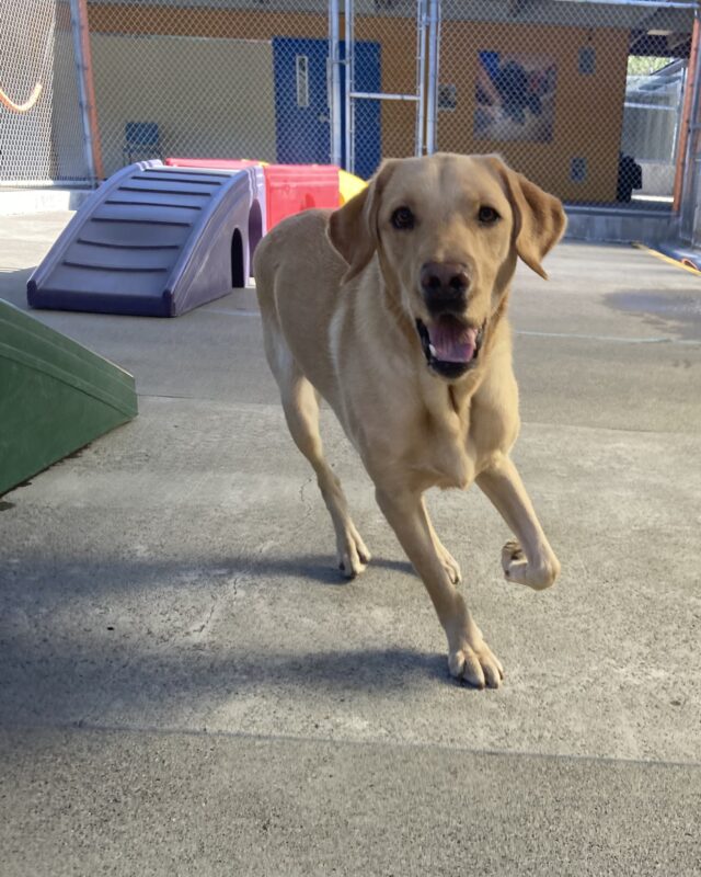 Klamath is playing in community run, running towards the camera with his tongue hanging out and colorful play structures in the background.
