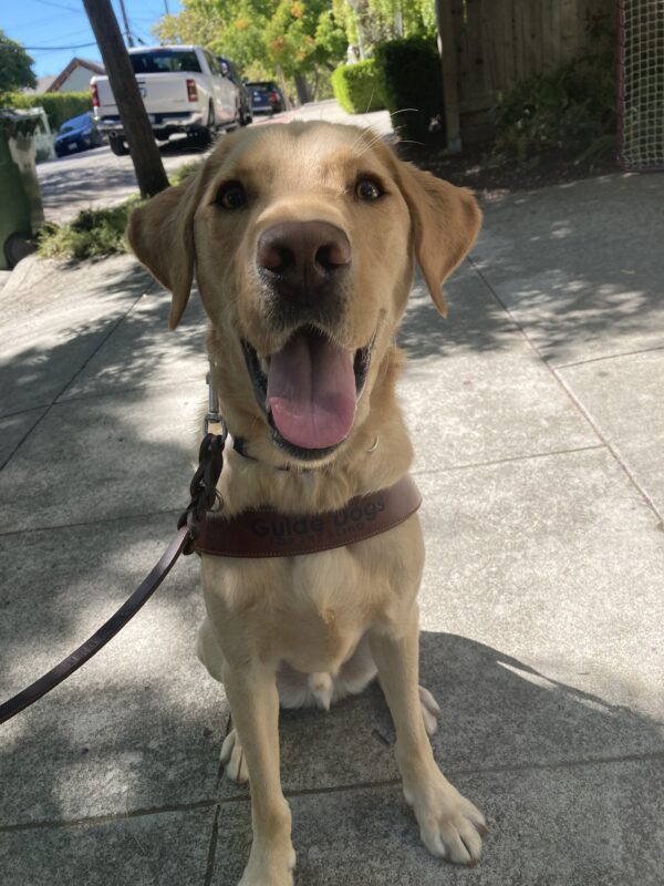 Klamath sits in harness facing the camera with his tongue out smiling while on a route.