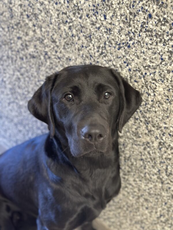 Black lab, Nadine, posing proper for a portrait style picture