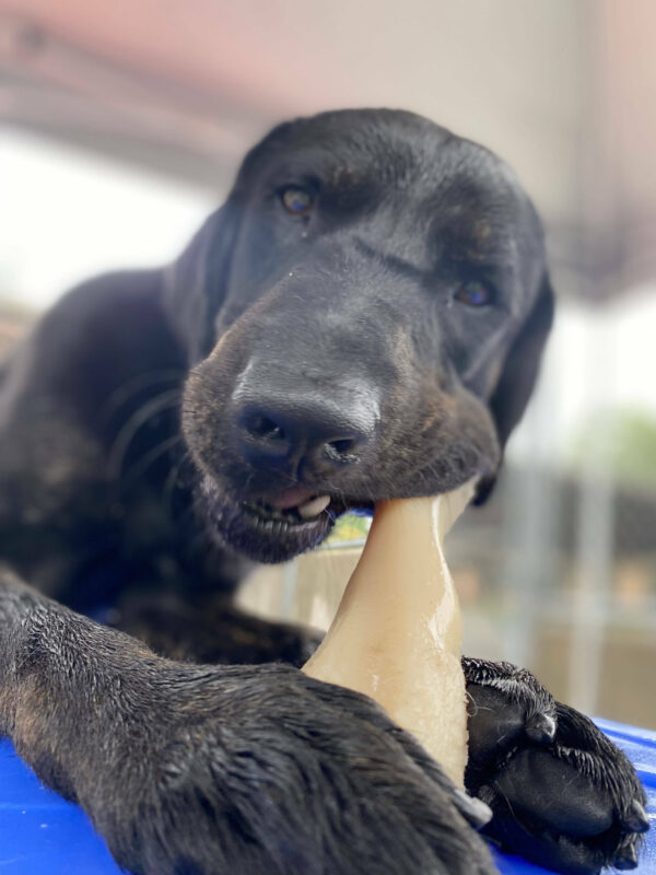 Male brindle black lab Narwhal lays on top of a blue plastic play structure, chewing a bone that he holds in his front two paws.