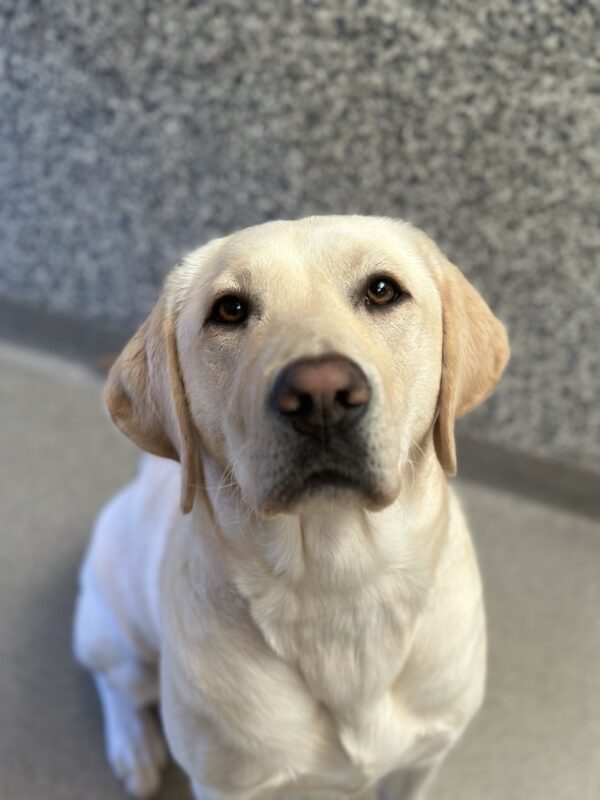 yellow lab, Prelude, looks up at the camera sweetly in a portrait style picture