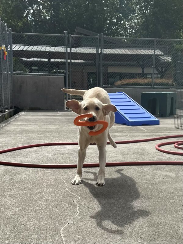 Pretoria runs towards the camera in the concrete community run area with an orange z-shaped tug toy in her mouth. Her ears are out, flapping in the wind and her back feet are off the ground. There is cyclone fencing and colorful play structures behind her. There is a red hose coiled on the ground below her.