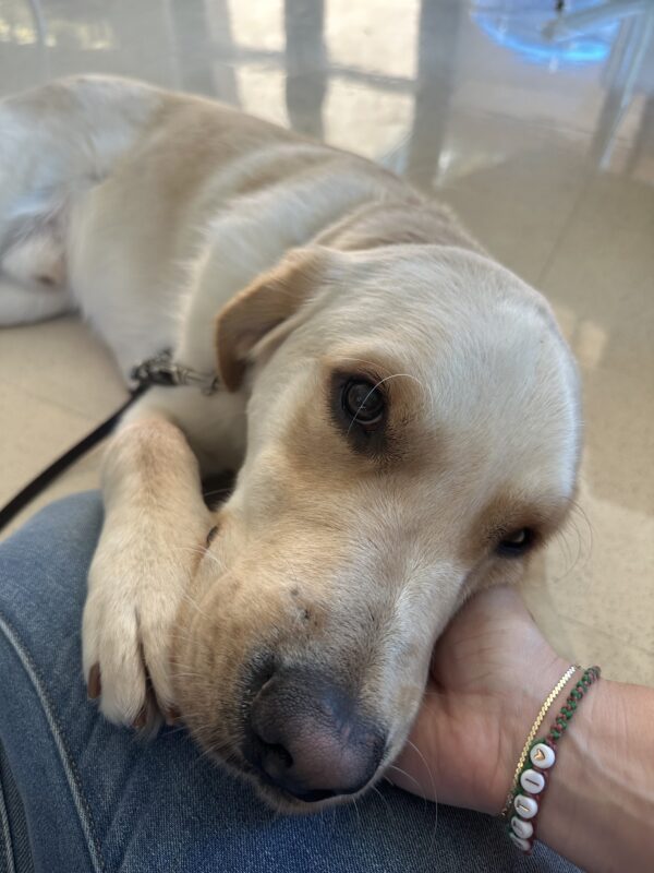 <p>Sage, a male yellow lab/golden retriever crossbreed, lays on a shiny white tile floor. He is resting his head in his handler’s open palm which is resting on their knee.</p>