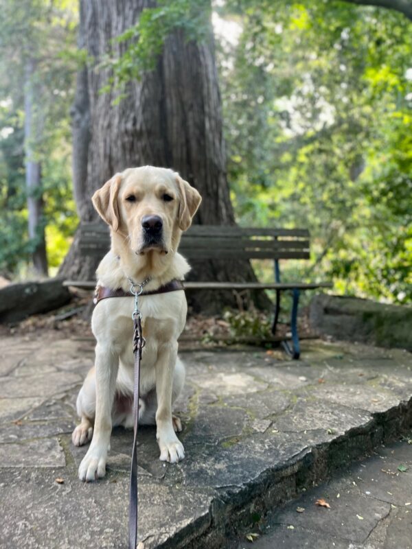 Shipley sits facing the camera while wearing his guide dog harness. A wooden bench, trees, and greenery can be seen in the background.