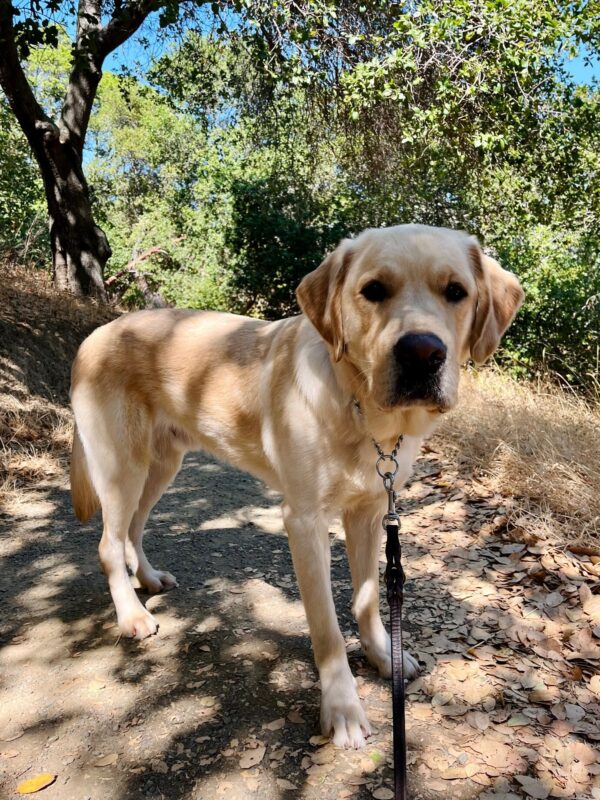 Shipley stands looking at the camera. He is shown on leash while enjoying a nature walk.