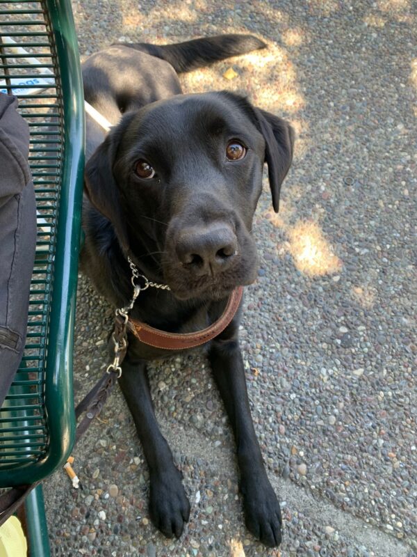 Socrates is in harness, patiently laying on the ground beside his handlers chair - looking up at them with the most adoring eyes.