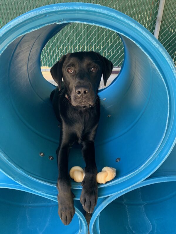 Angelic Socrates is inside of a blue stacked barrel play structure with one paw covering a Nylabone.