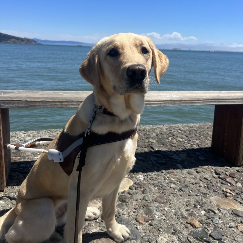 Tahiti sits in harness in front of a bench with the San Francisco Bay in the background.