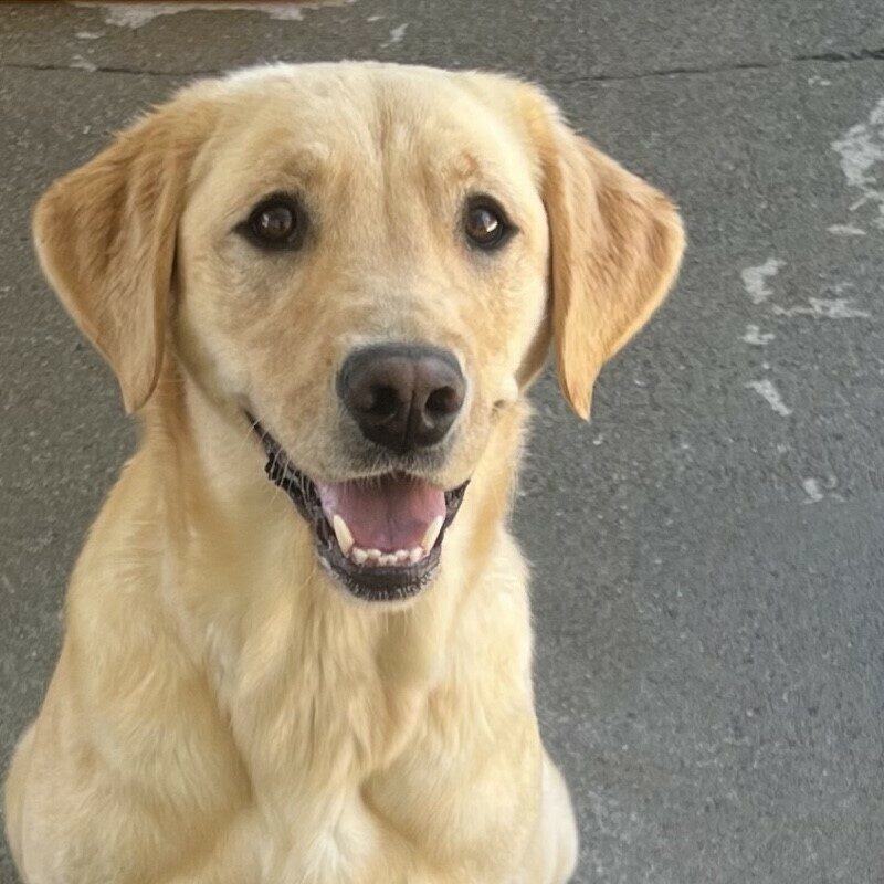 A close of photo of Tahiti sporting her classic smile.