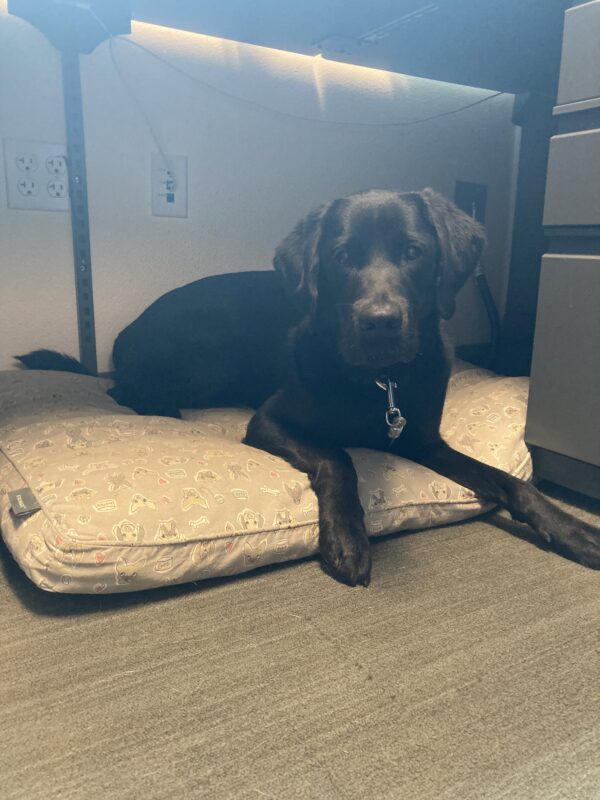 Sophie, a female black Labrador Retriever, lays on a plush dog bed looking towards the camera.