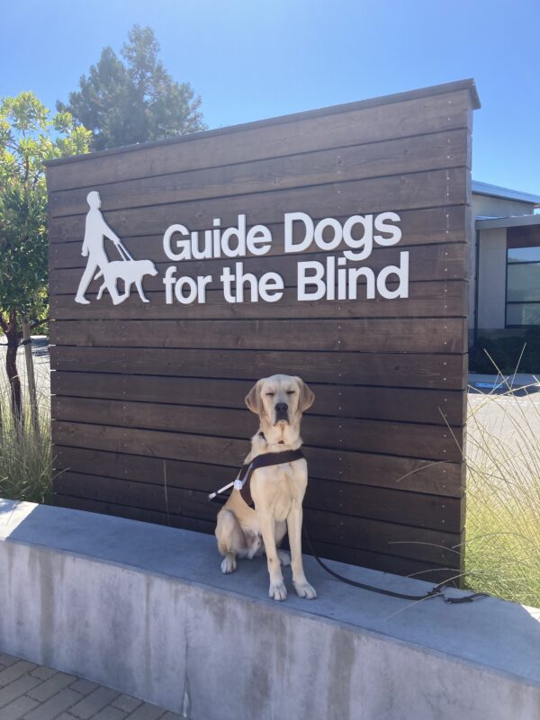 <p>Herbie, a male Labrador Retriever and Golden Retriever cross, sits in harness in front of a wooden wall with the GDB logo.</p>