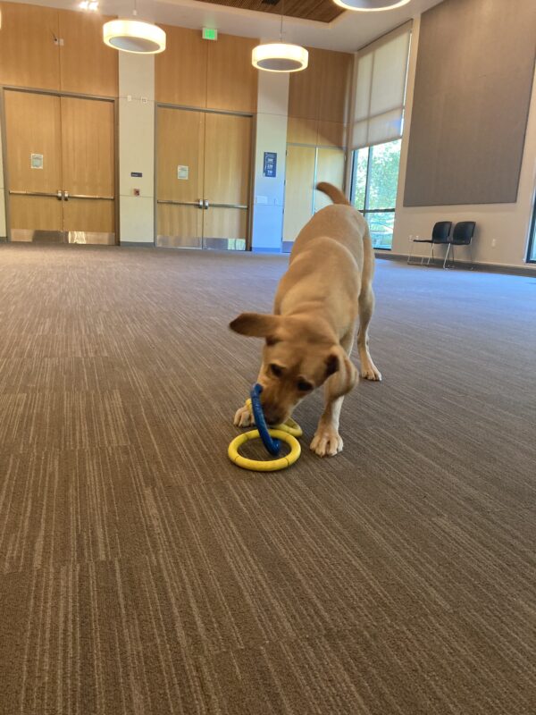 Burt, a male yellow Labrador Retriever, plays in a large room with yellow and blue ring toy. His ears are mid-flop as he shakes the toy around.
