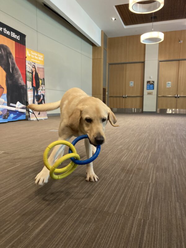 Dean, a male yellow Labrador Retriever, plays with a yellow and blue ring toy in a large room. Dean is mid-swing with the toy.