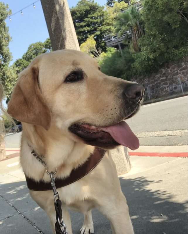 Dean, a male yellow Labrador Retriever, looks away from the camera. A sideview of Dean highlights his large tongue as it hangs out.