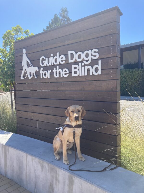 Burt, a male yellow Labrador Retriever, sits in front of a wooden wall with GDB's logo.
