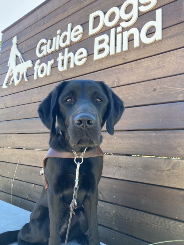 Sophie, a female black Labrador Retriever, sits in front of a wooden wall with GDB's logo.