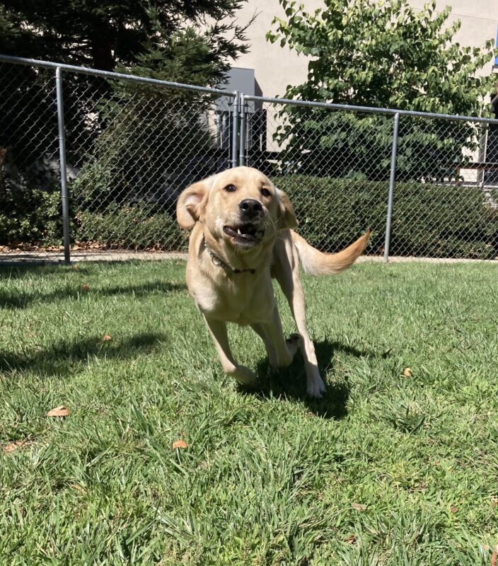 <p>Herbie, a male Labrador Retriever and Golden Retriever cross, is running towards the camera, ears flopping.</p>