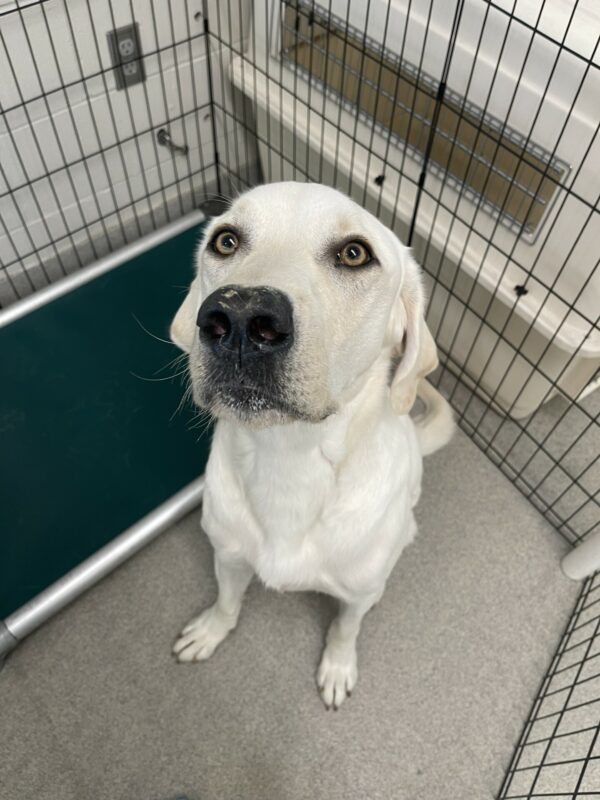 Kendrick is sitting next to a green bed in the kennel. He is looking at the camera with his ears down.