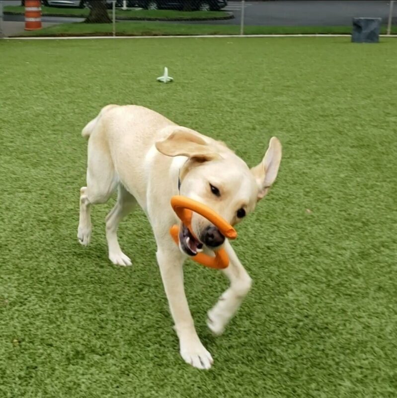 Brian is in the free run area on the Oregon Campus. It's a screenshot of him running around with an orange, rubber tug toy. His head is cocked to the side and his ears are flying.