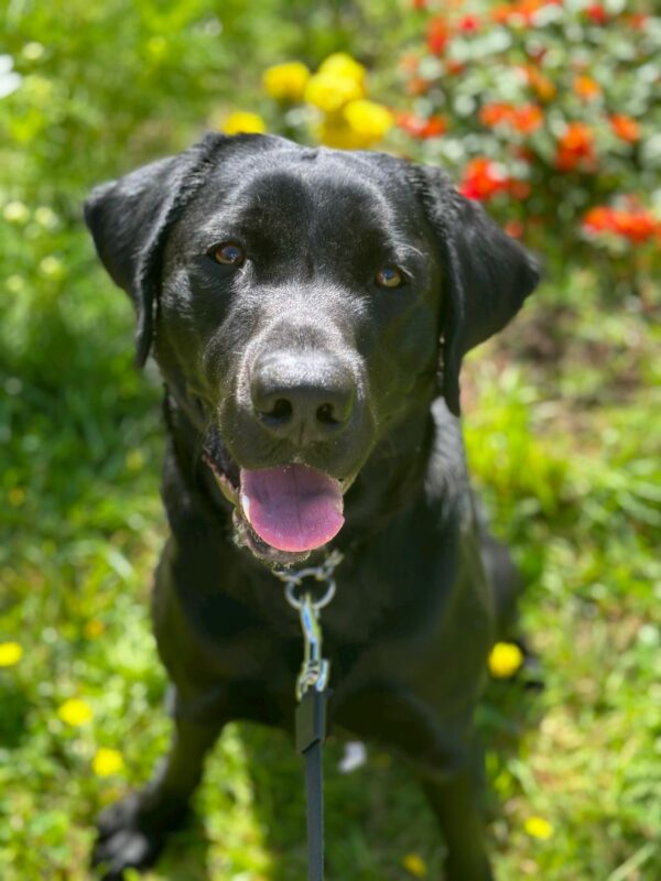 A portrait of male black Labrador Retriever, Tobago, sitting in a field of flowers looking at the camera with his mouth open and tongue partially out. There is green grass and yellow and orange flowers in the background. There is a black leash attached to his collar.
