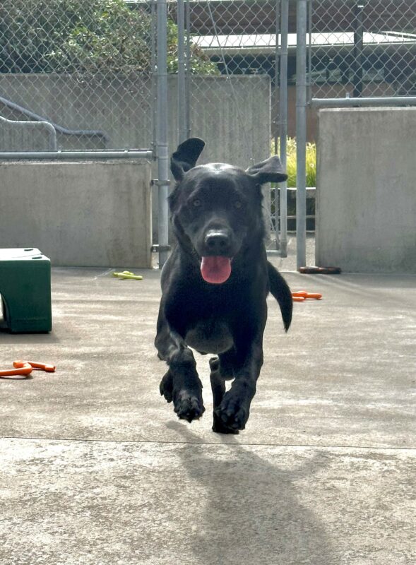 Tobago plays in the concrete community run area. He is running towards the camera, leaping through the air. His mouth is open with his tongue out, his ears are flapping in the wind, and three of his feet are off the ground, in a running motion. There are orange and green tug toys and a green rectangular play structure in the background.