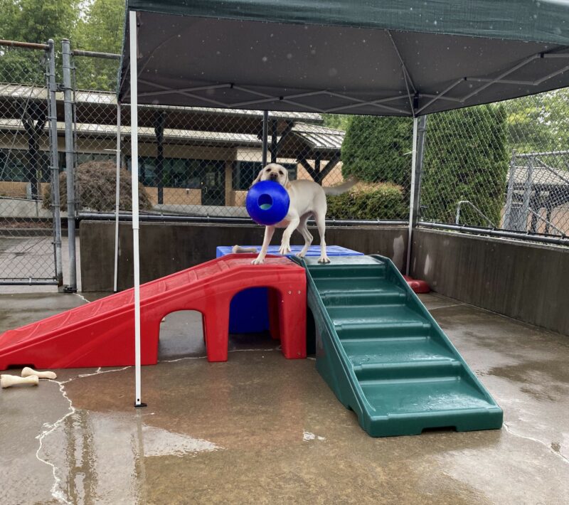 Female yellow lab Tostada stands on top of a red, green, and blue plastic play structure with a large blue JollyBall toy in her mouth. She looks playfully at the camera.