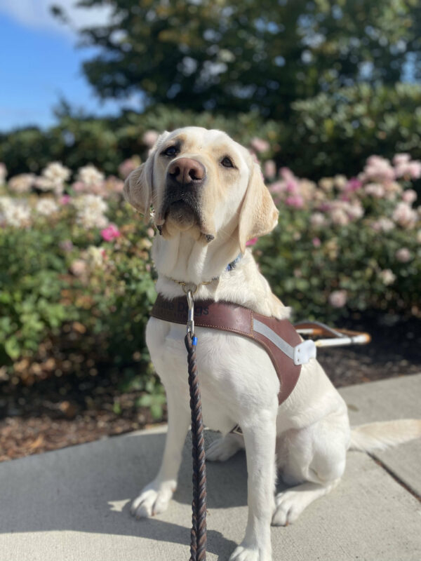 Female yellow lab Tostada sits in her GDB harness in front of a flowerbed of light pink flowers. She proudly tilts her head slightly up at the camera.